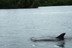 florida_201217_20121208_1934455406