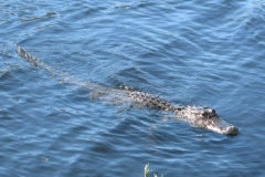 florida_201225_20121208_1275212759