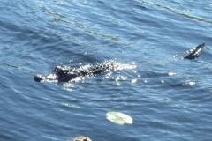 florida_201226_20121208_1564295823